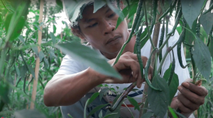 Nilai Tukar Petani Maluku Utara Turun 1,26 Persen pada Agustus 2025