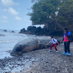 Bangkai Paus Sperma Terdampar di Pantai Afe Taduma, Jadi Tontonan Warga Ternate