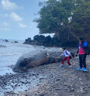 Bangkai Paus Sperma Terdampar di Pantai Afe Taduma, Jadi Tontonan Warga Ternate