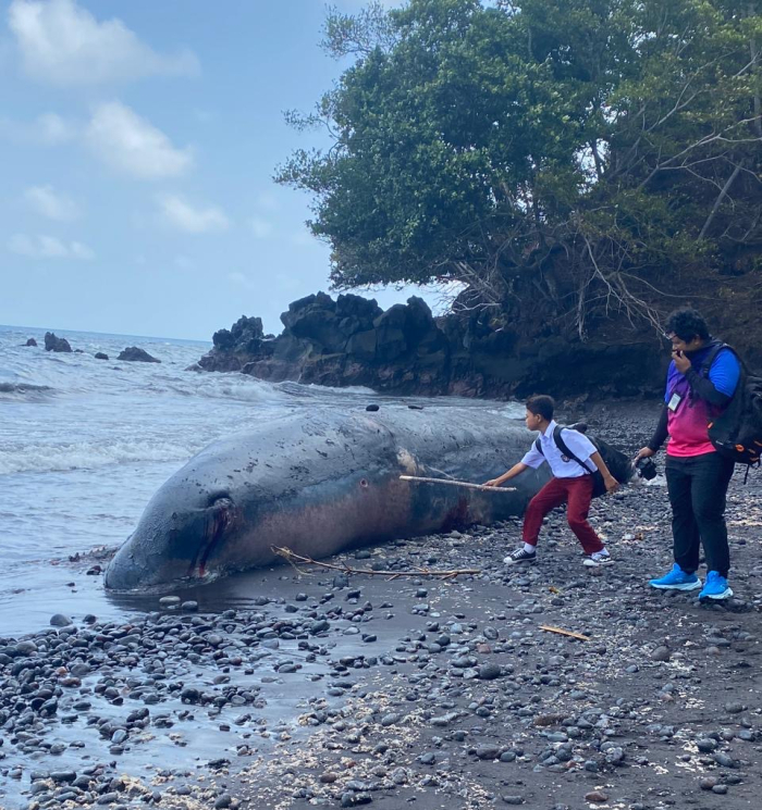Bangkai Paus Sperma Terdampar di Pantai Afe Taduma, Jadi Tontonan Warga Ternate